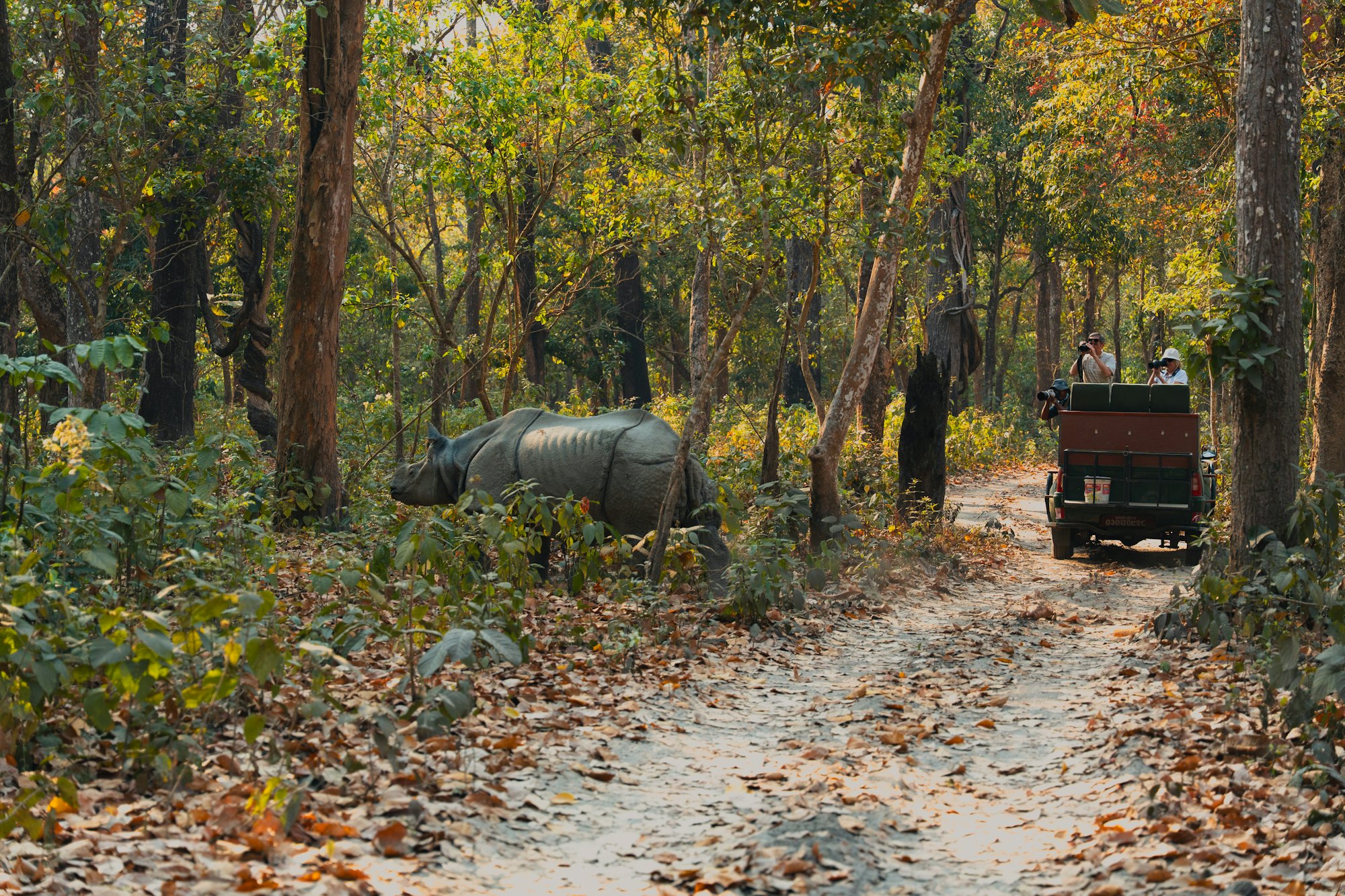 Rhino and a safari jeep on a forest road