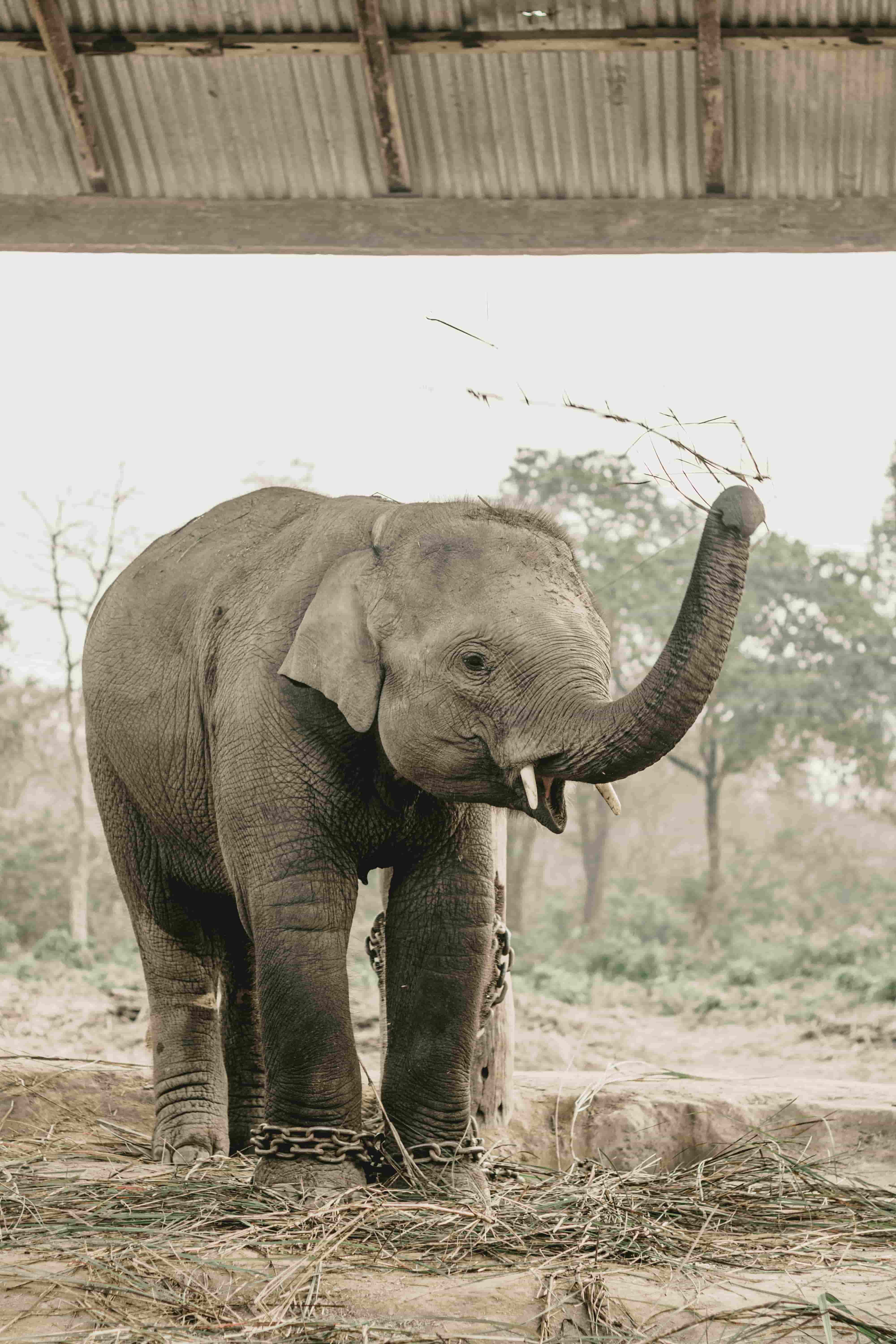 2 Nights 3 Days Chitwan Safari Tour – All Inclusive, photo 2